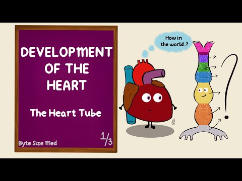 Development of the Heart | The Heart Tube | Part 1/3 | Cardiac Looping | Cardiovascular Embryology