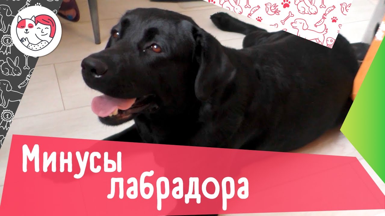3 минуса породы лабрадор