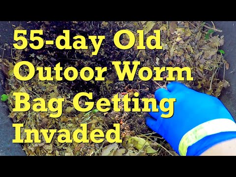 55-day outdoor worm bag is getting raided - vermicompost