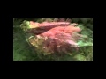 Jeniferever - The sound of beating wings