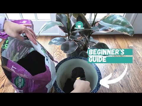 How to Repot Rubber Tree | Rubber Plant Care | Ficus Elastica Houseplant