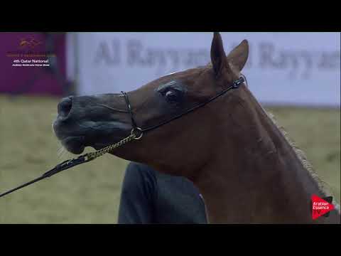 N.157 CEDARS AMIRATALALWAN - 2019 Qatar Nat. Peninsula show - Mares 11+ Years Old  (Class 9).mp4