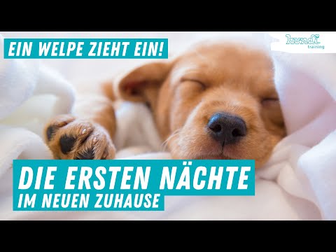 A puppy is moving in – tips for the first nights with a puppy in its new home