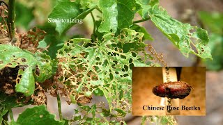 Chinese Rose Beetle Control Strategies