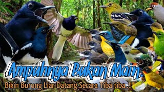 Download lagu SUARA PIKAT BURUNG KACER RIBUT TARUNG.KOMBINASI BURUNG KECIL. ANTI JONK.. mp3 Download lagu SUARA PIKAT BURUNG KACER RIBUT TARUNG.KOMBINASI BURUNG KECIL. ANTI JONK.. mp3