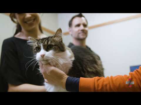 Internist at Animal Referral Center in Northeast Wisconsin