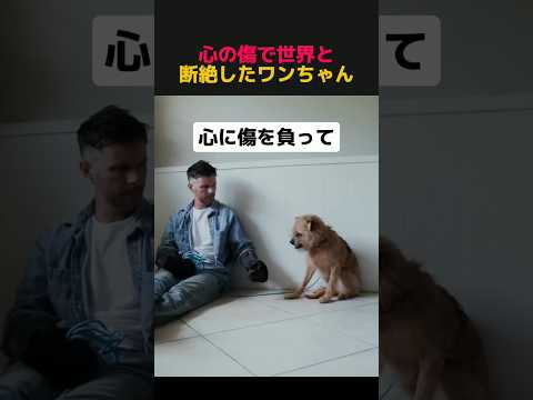 心の傷で世界と断絶したワンちゃん #shorts