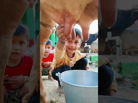 choti choti gaiya r75yug vg #love #song #funny