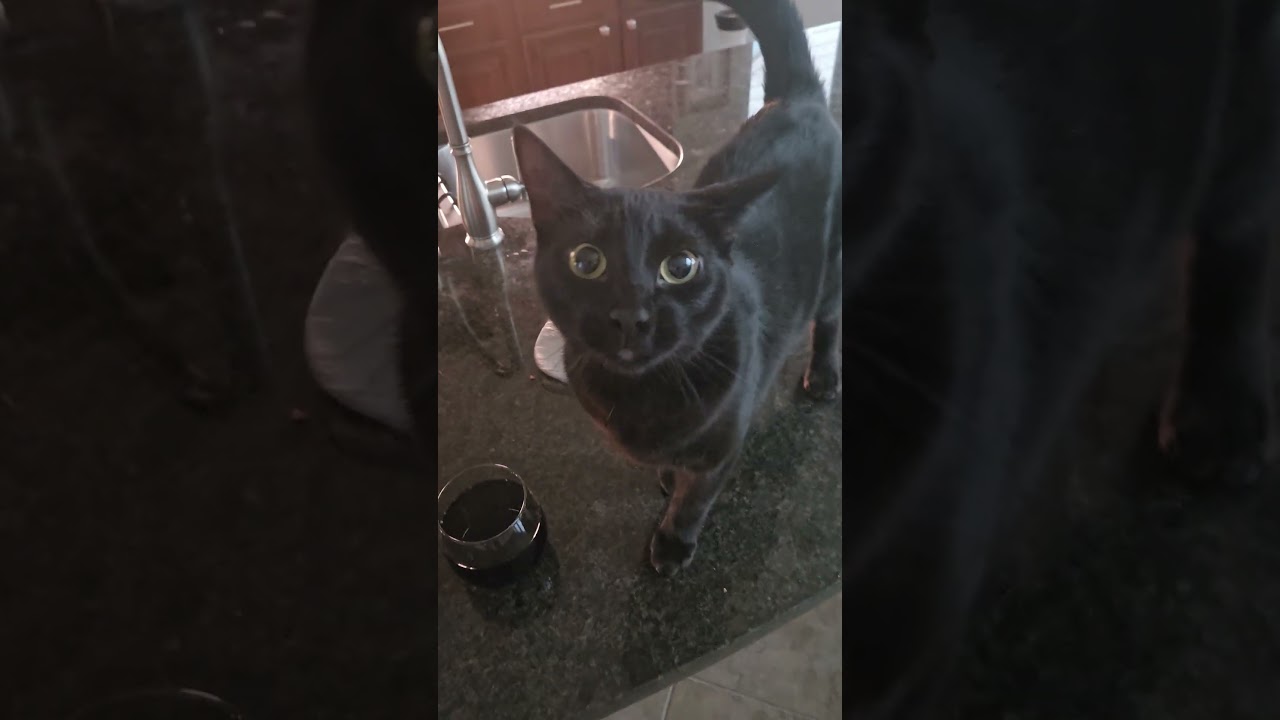 Enlarge Dexter, an adopted Domestic Short Hair in Ogden, UT video 5/6