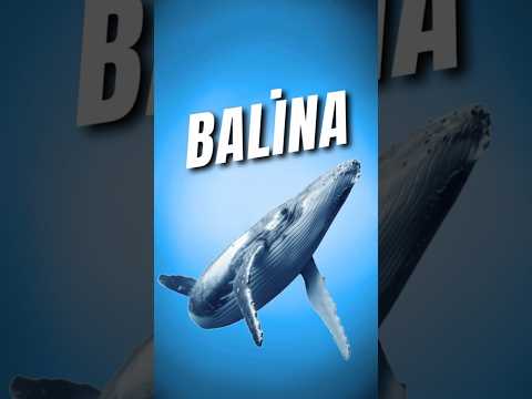 Neden Balinalar Suyun Dışında Yaşayamazlar?