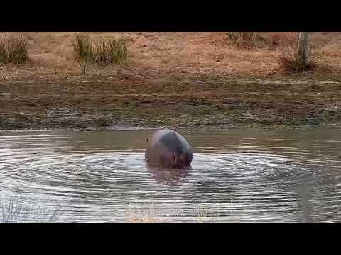 Djuma: Hippo yawning before getting out of the dam - 17:25 - 08/10/21