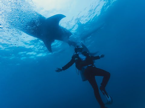 The Ultimate Ocean Hunters: The Fascinating World of Sharks
