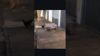 Meteu o pé e largou os colegas 😂