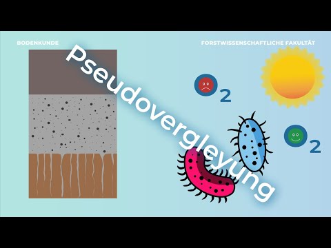 Bodenkunde verstehen – Pseudovergleyung