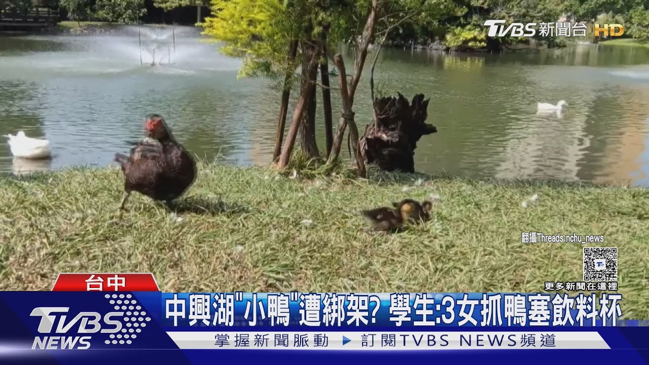 中興大學小鴨被擄走!目擊者:3女「直接塞杯子」帶離現場