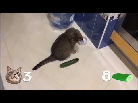 Mèo vs dưa chuột Truyện cười với mèo