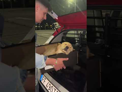 Boris il cane di Aurora e Papà Mike prende il sonno durante la spesa #shorts