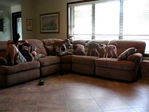 Joe trying to watch the races on TV