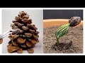 Pine Tree Time-lapse 300 Days