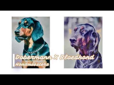 Dobermann X Bloedhond