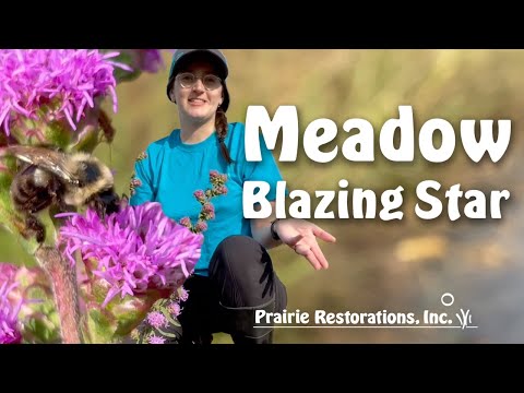 Meadow Blazing Star (Liatris ligulistylis)