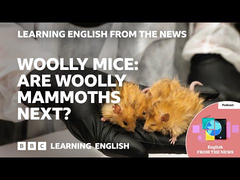 長毛小鼠下一個是長毛象嗎？BBC 從新聞中學習英語 (Woolly mice: Are woolly mammoths next? BBC Learning English from the News)