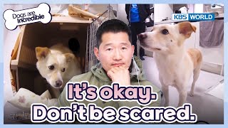 It's okay. Don't be scared🥺 [Dogs Are Incredible : EP.212-2] | KBS WORLD TV 240326