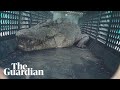 Hear it roar: 3.9-metre saltwater crocodile captured in north Queensland