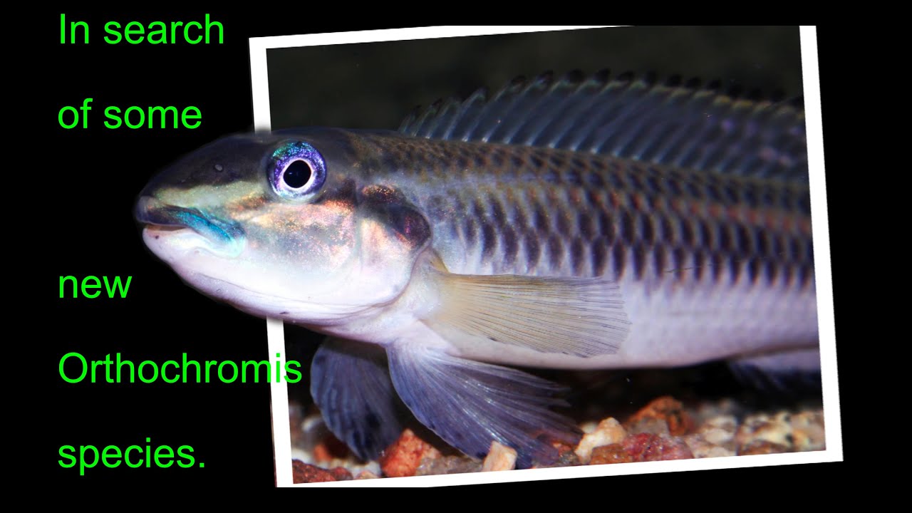 Alla ricerca di nuove specie di Orthochromis