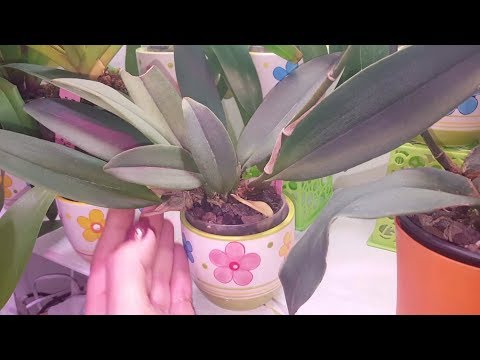 Камбрии-онцидиумы обзор ВЕСНА 2019