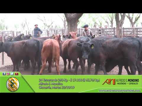 22-10-19 - Venta de Hembras - Alfredo S. Mondino - Olavarría