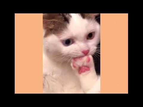 dreamy by Elijah Lee 1 hour