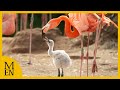 Flamingo Chicks Hatch In Front Of Visitors At Chester Zoo