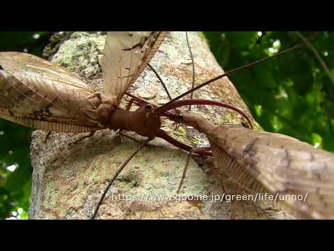 オオアゴヘビトンボの闘い　Dobsonfly　fight Corydalus sp.