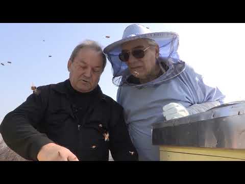 Boja meda ep. 115 19.05.2020. Stacionirano pčelarenje, zaštitna oprema, zatvoreno leglo