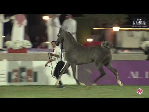 N.349 NAYEF FAKHR ALNAYFAT - The Saudi National Championships 2023 - Colts 3 Years Old (Class 9B...