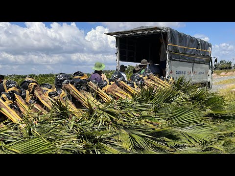 Mô hình trồng dừa chuẩn giống xuất đi trong & ngoài nước liên hệ Cơ sở Minh Hậu 0987639100