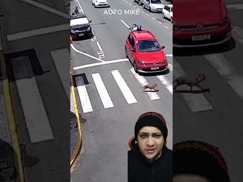 Did the dog cause the accident?