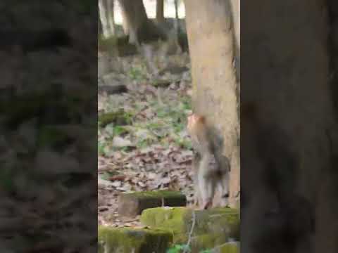 Mating 💙💜🖤 #video #monkey #shorts