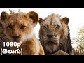 The Lion King Scar Tell About Hyna S Kingdom Telugu Scene Classic Scenes