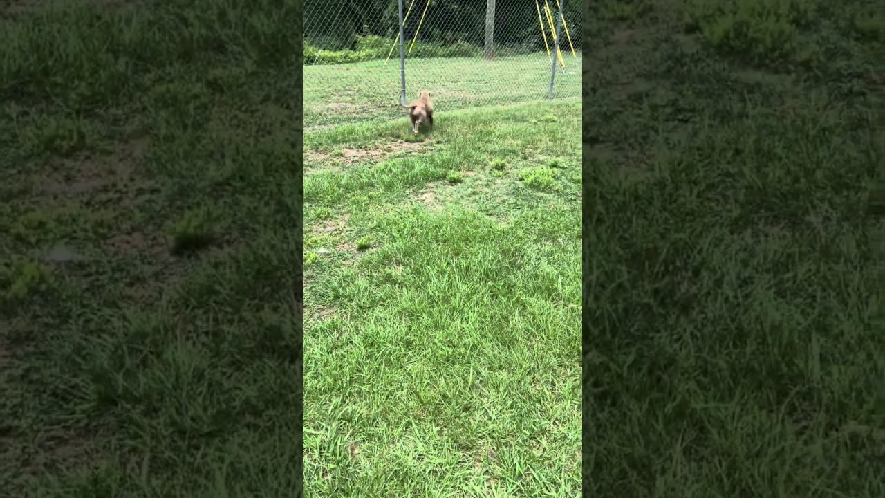 Nyler, a Adoptable Pit Bull Terrier in Rocky Mount, NC video 3/3