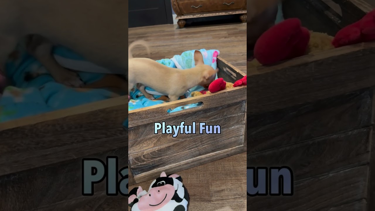 Colby Jack, a Adoptable mixed breed in Denver, CO video 1/5