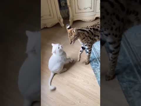 Big Cat trying to calm down the small cat not to fight
