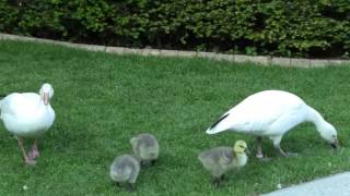 Mårten Lundgren & The Tivoli Ensemble - A Tribute to Nat & Cannonball Adderley 2/