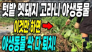 텃밭 멧돼지 고라니 이것만 하면 야생동물 싹 다 퇴치! 야생동물 피해 없이 농사 짓는방법
