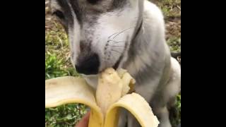 animales  el perro come bananas