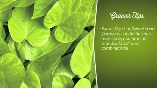 Sweet Caroline Sweetheart Lime from Proven Winners