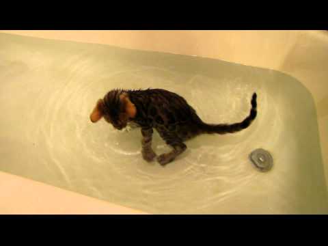 Titus the Bengal Cat-  Playing in the Tub (3-4 months)