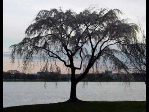 Willow Tree American video