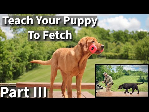 Teach Your Puppy To Fetch Part Three | Labrador Retriever Puppy Training Session